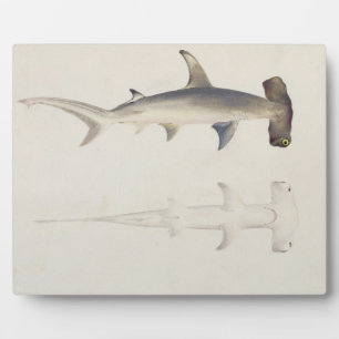 A Hammer-headed Shark, Loheia, formerly attributed Plaque