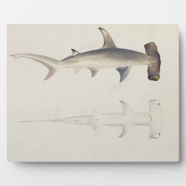 A Hammer-headed Shark, Loheia, formerly attributed Plaque (Front)