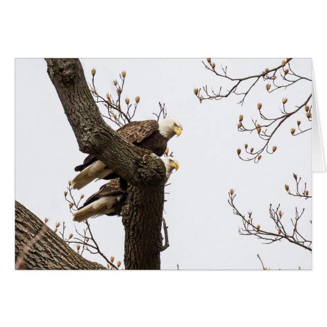 A Happy (?) Eagle Couple (Front Horizontal)
