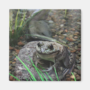 A Happy Frog Magnet