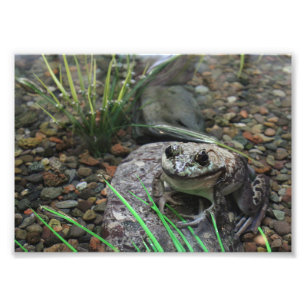 A Happy Frog Photo Print