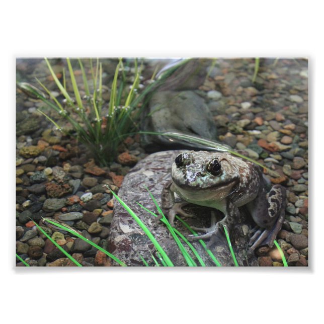 A Happy Frog Photo Print (Front)