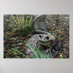 A Happy Frog Poster