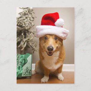 A happy red and white Pembroke Welsh Corgi Dog Postcard