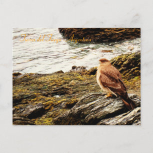 A hawk - Tierra del Fuego, Argentina Postcard