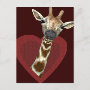 A Heart For Giraffes Postcard