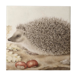 A Hedgehog in a Landscape by Giovanna Garzoni Tile