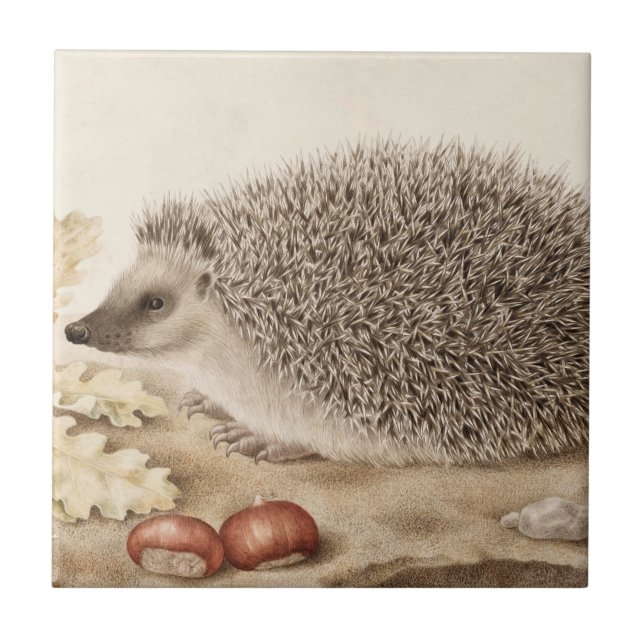 A Hedgehog in a Landscape by Giovanna Garzoni Tile (Front)