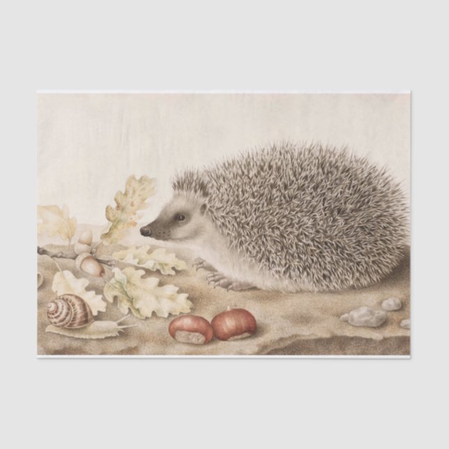 A Hedgehog in a Landscape by Giovanna Garzoni Tissue Paper (Front)
