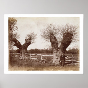 A Hedgerow Tree, 1852 (albumen print) Poster
