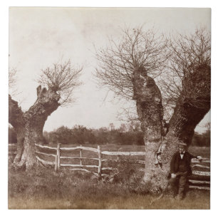 A Hedgerow Tree, 1852 (albumen print) Tile