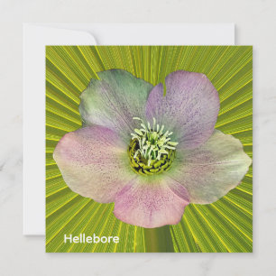 A Hellebore, a Lenten Rose