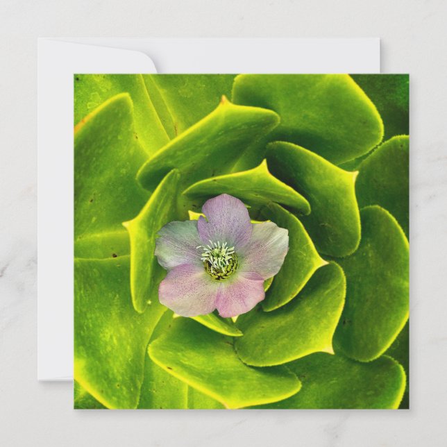 A Hellebore,  a Lenten Rose Thank You Card (Front)