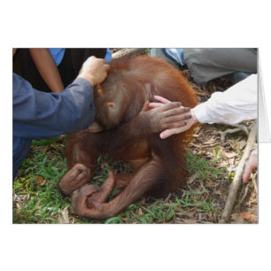 A Helping Hand for Orangutans