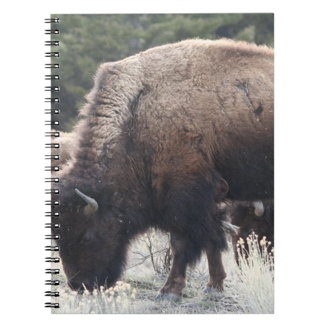 A Herd of Brown Bison Graze in a grassy Meadow Notebook (Front)