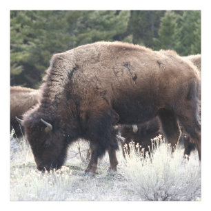 A Herd of Brown Bison Graze in a grassy Meadow Photo Print