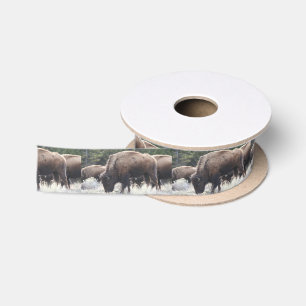 A Herd of Brown Bison Graze in a grassy Meadow Satin Ribbon