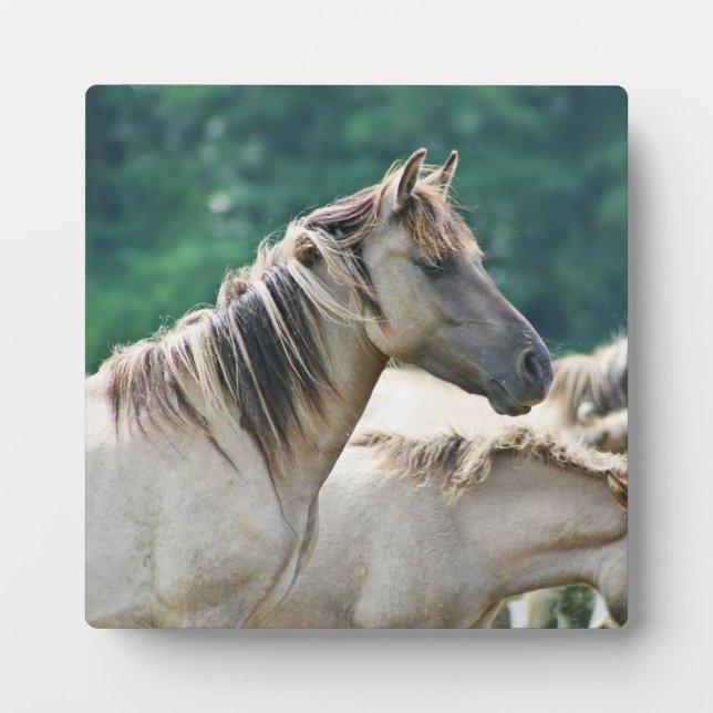 A herd of Brumby Horses from Australia Plaque (Front)