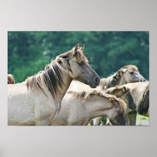 A herd of Brumby Horses from Australia Poster