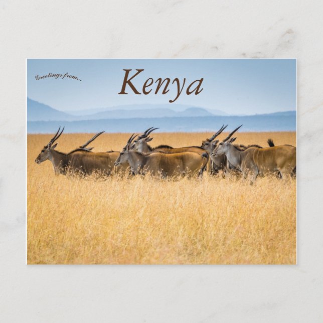 A Herd of Eland Maasai Mara National Reserve Kenya Postcard (Front)