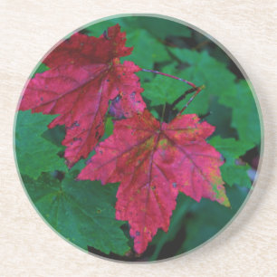 A Hint of Autumn Coaster