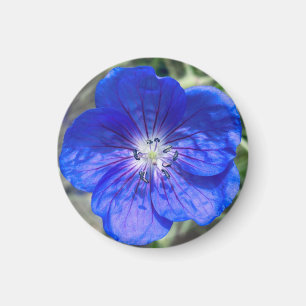 A Hint of Z "Blue Floral" magnet