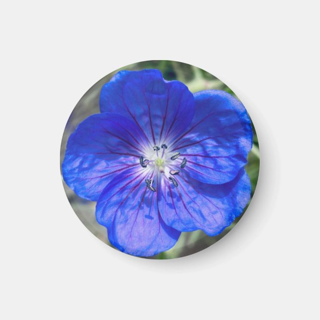 A Hint of Z "Blue Floral" magnet (Front)