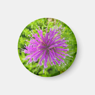 A Hint of Z "Fuschia Burst Floral" magnet