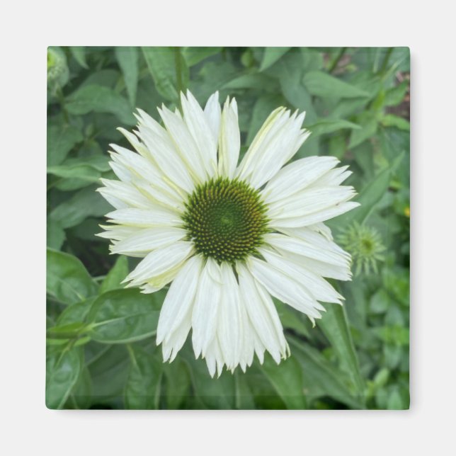 A Hint of Z "White and Green Daisy" magnet (Front)