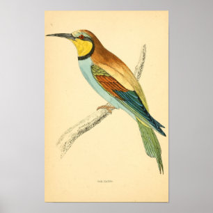 A history of British birds 1863 BEE-EATER Poster
