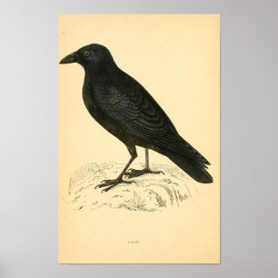A history of British birds 1863 CROW Poster