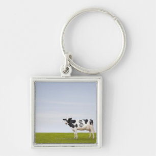 A Holstein Dairy cow with spots in the shape of Key Ring
