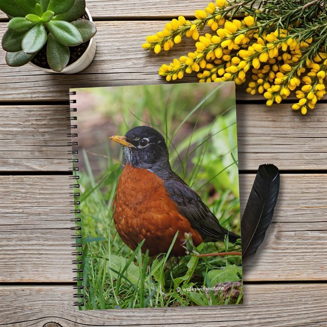 A Hopeful American Robin Notebook (Hopeful American Robin in the Grass Journal Cover Photo)