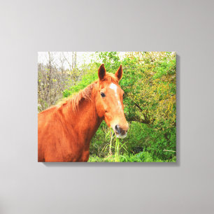 A horse called Orion animal Canvas Print