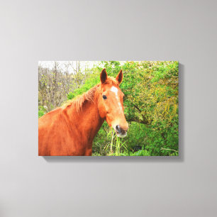 A horse called Orion animal Canvas Print
