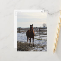 A Horse Gelding in Winter With Snow