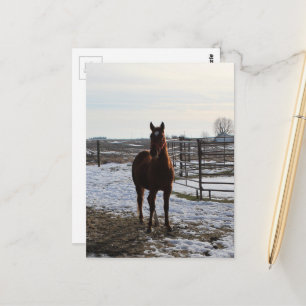 A Horse Gelding in Winter With Snow Postcard