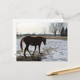 A Horse in Winter Postcard
