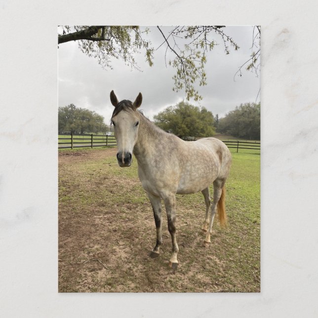 A horse near a pasture  postcard (Front)