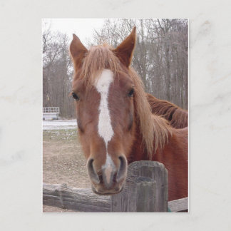 A Horse Of Course Postcard