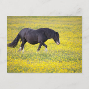 A Horse Walking In A Field Of Yellow Flowers Postcard