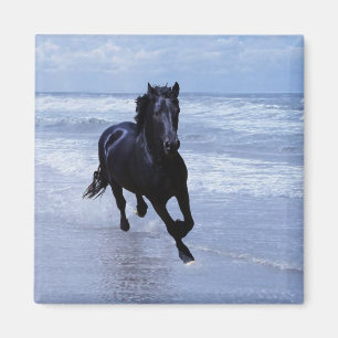 A horse wild and free magnet