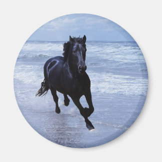 A horse wild and free magnet