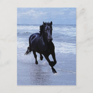 A horse wild and free postcard