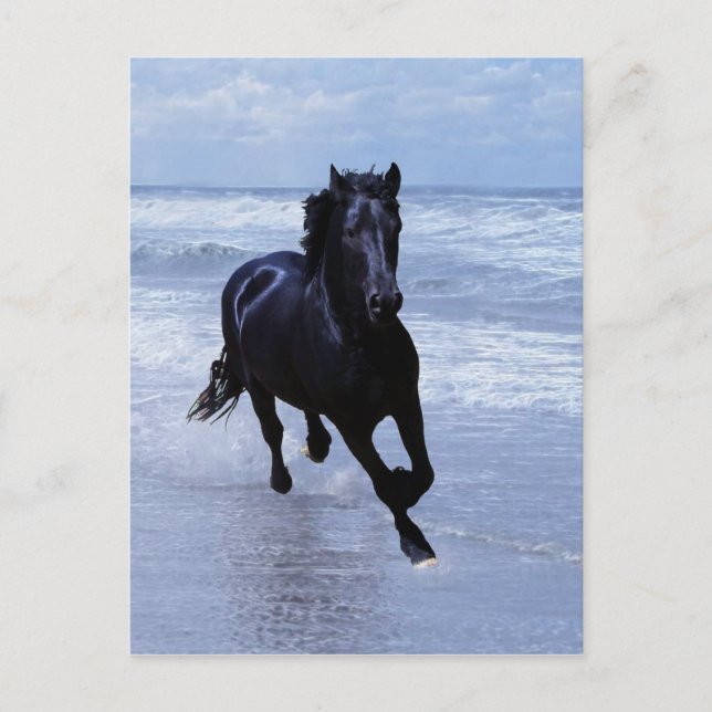 A horse wild and free postcard (Front)