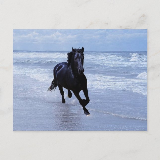 A horse wild and free postcard (Front)