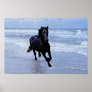 A horse wild and free poster