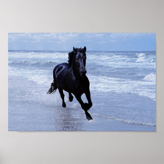 A horse wild and free poster (Front)