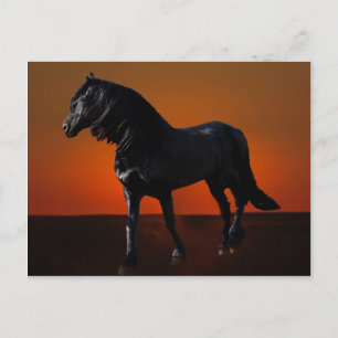 A horses sunset romp postcard