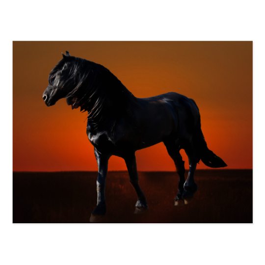 A horses sunset romp postcard
